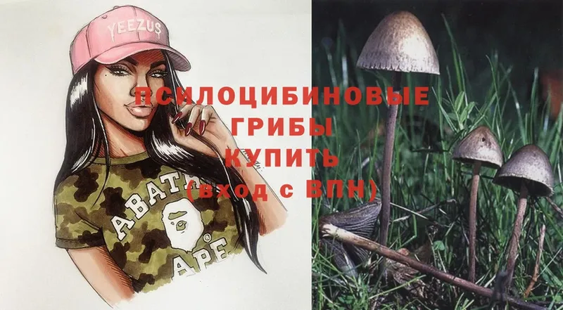 Псилоцибиновые грибы Psilocybe  hydra tor  Асино 